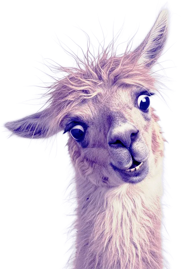 A wide-eyed llama looking frazzled