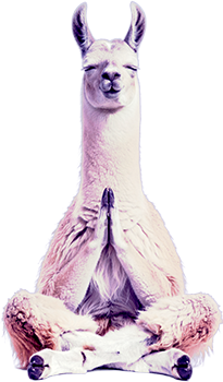 Llama sitting cross-legged with eyes closed and front hooves pressed together.