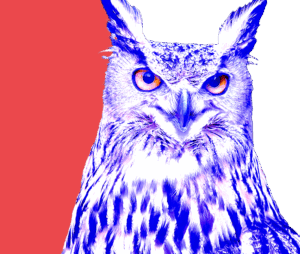 Close-up of an owl with intense eyes, symbolizing wisdom in strategic brand design.